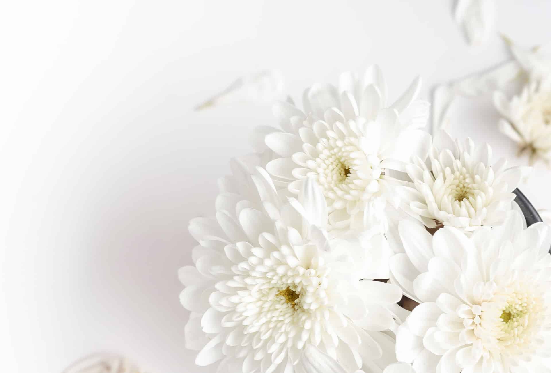 White flowers featured on Ecozest’s website